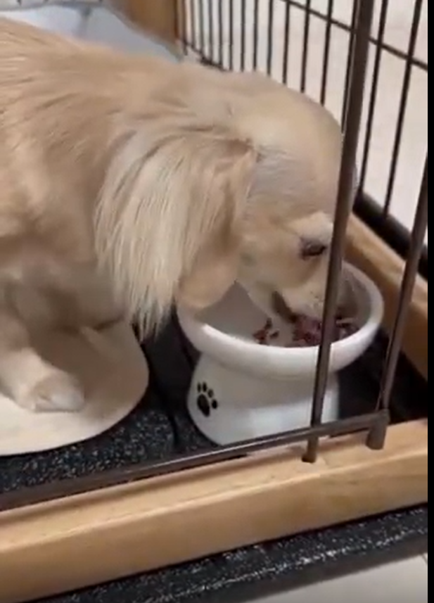 うらんちゃんがご飯を食べている様子